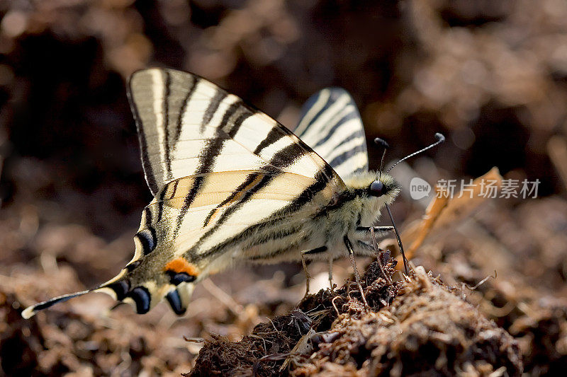 稀有燕尾 (Iphiclides podalirius)